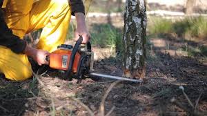 How Our Tree Care Process Works  in Laurel, DE